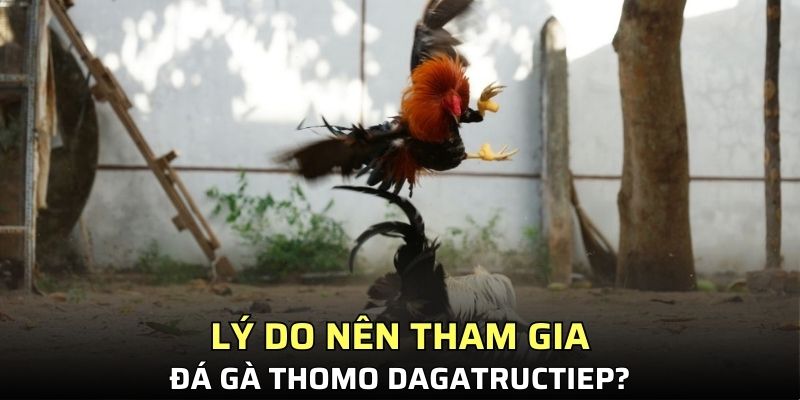 Lý do nên tham gia đá gà Thomo Dagatructiep?