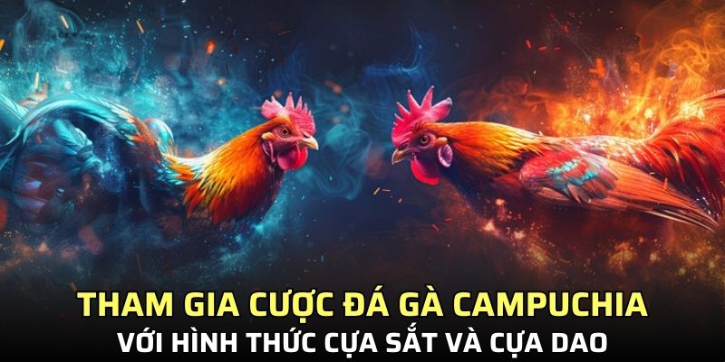 Tham gia cược đá gà Campuchia cựa sắt và dao kịch tính