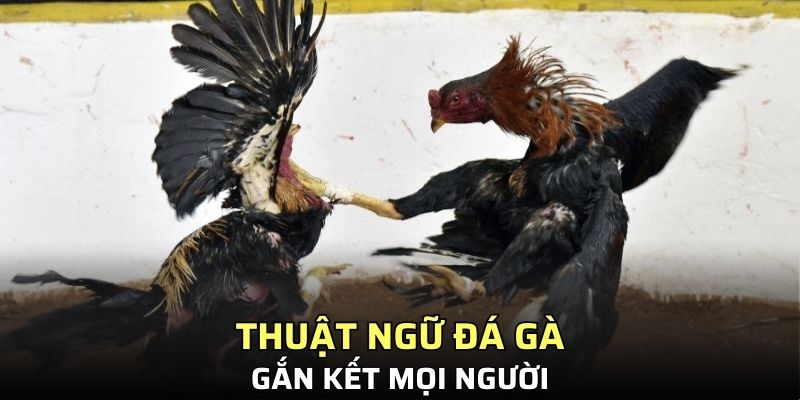 Thuật ngữ đá gà gắn kết mọi người